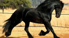 Frisian koně